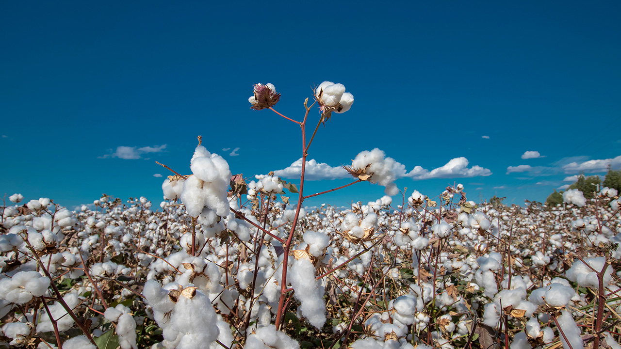綿花2