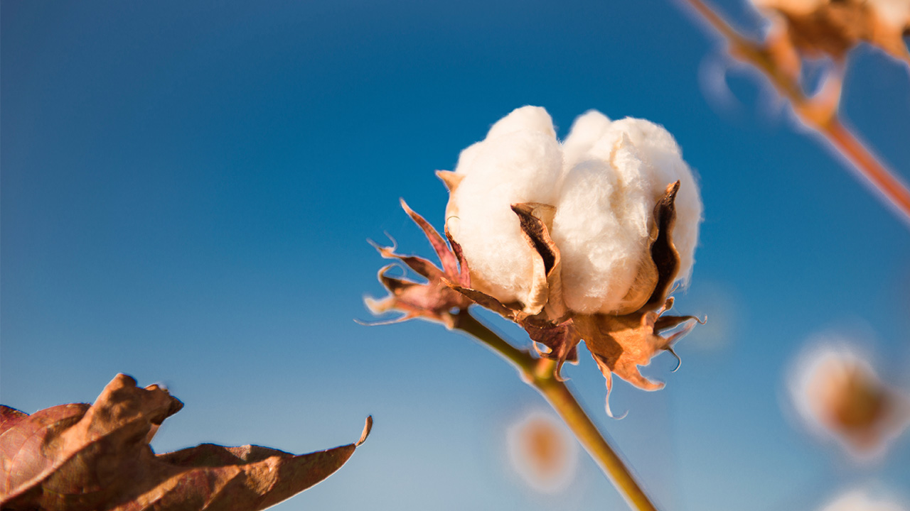綿花1